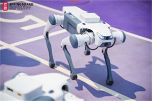 君诚国际双语学校机器狗