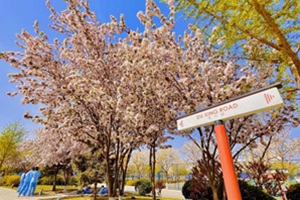北京外国语大学外籍人员子女学校(地址：北外附校)校园春景