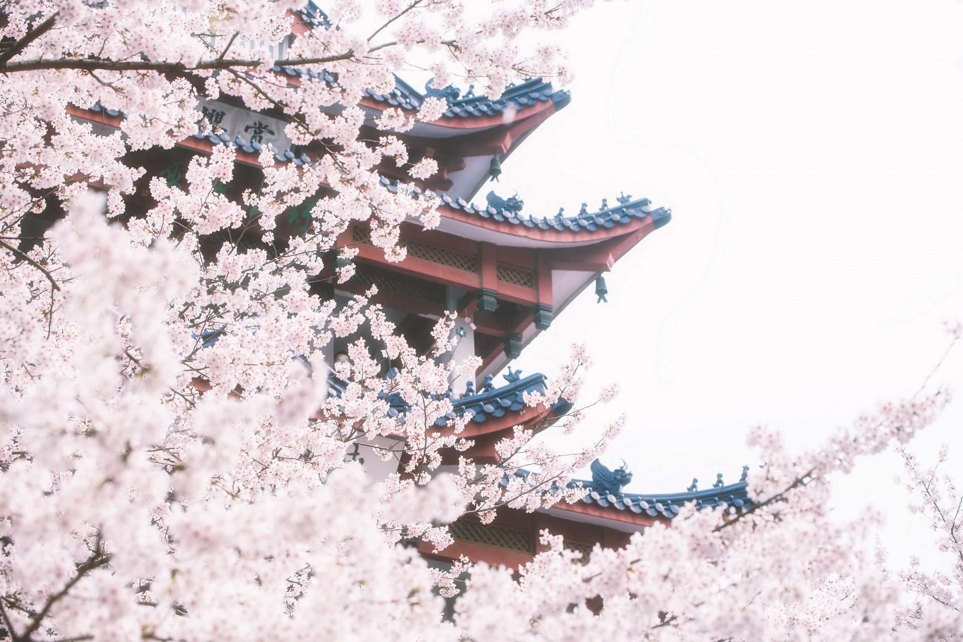 北京语言大学日本留学预科好不好""