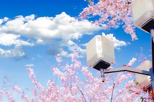 艺术生日本留学,中央财经大学出国留学