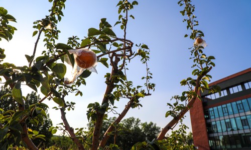 北京朝陽區凱文學校探校